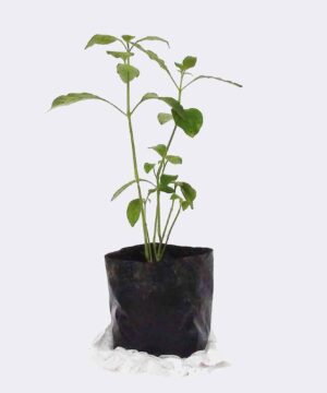 plant2-free-img